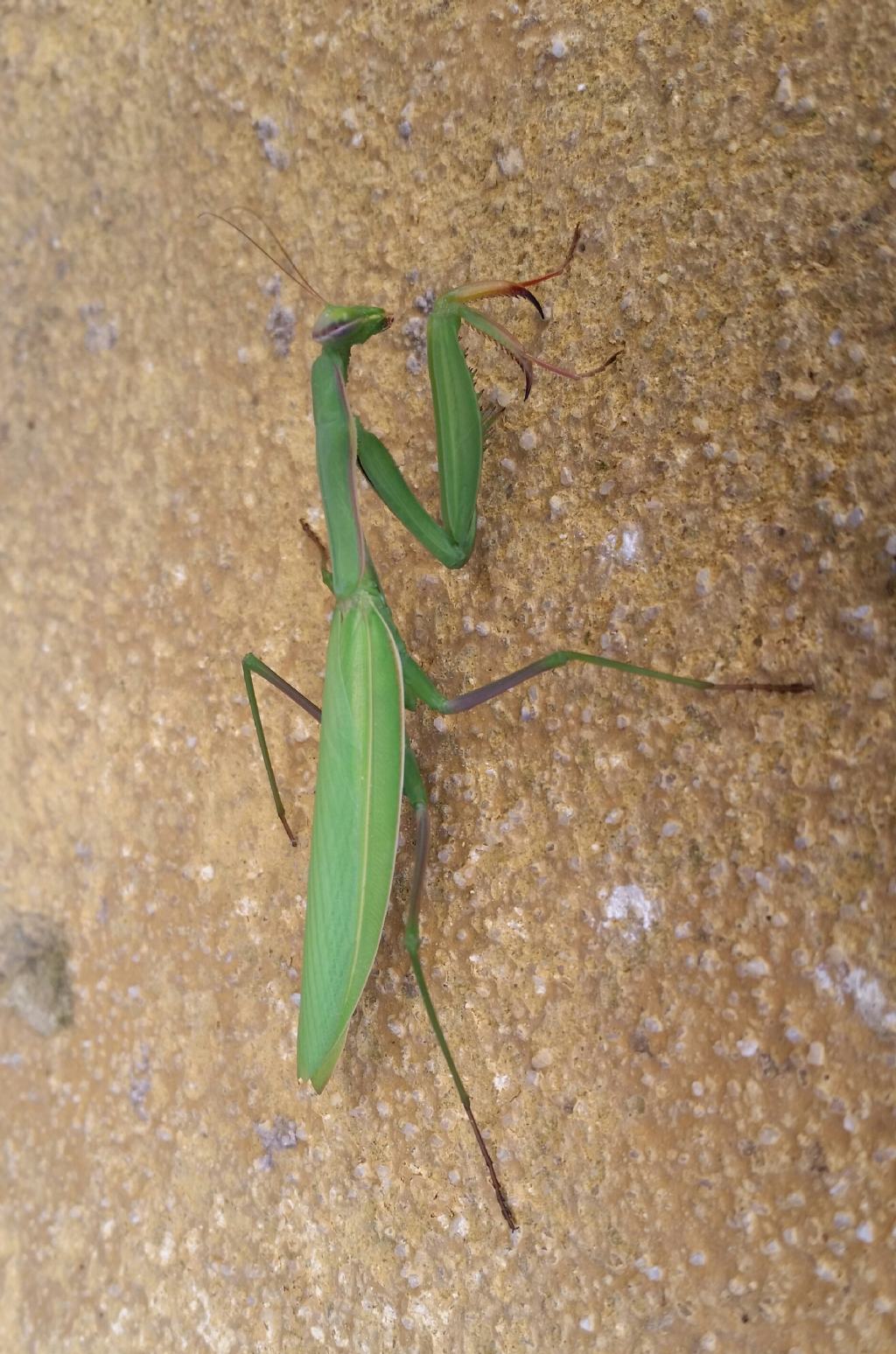 Mantis religiosa?  S !